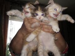 3 котёнка в добрые руки