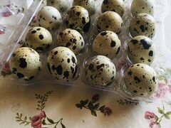 Яйца перепелиные столовое и инкубационное