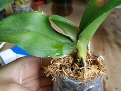 Орхидея фаленопсис Олу
