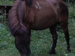 Шетленский пони, 2009 года рождения