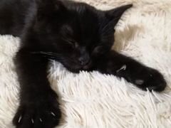 Полностью черный котенок в дар