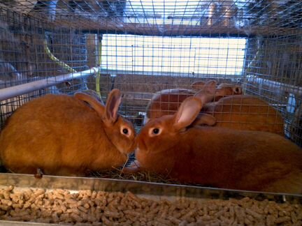 Новозеландские красные кролики