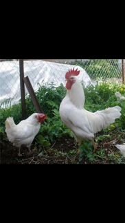 Цыплята белой минорки