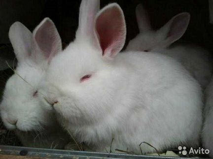 Кролики нзб, Калифорния
