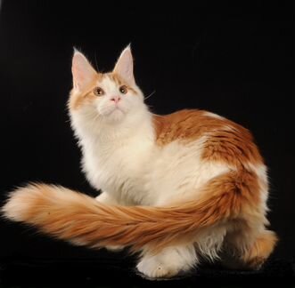 Котенок мейн-куна (кот) рыжий