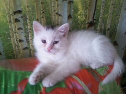 Сибирские котята возрастом 1.5 - 2 месяца