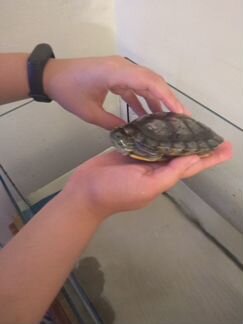 Продам: красноухая черепаха, размером с ладонь. С
