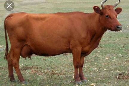 Корова стельная на молоко