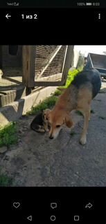 Утеряна русская гончая собака сука в хуторе Павлов