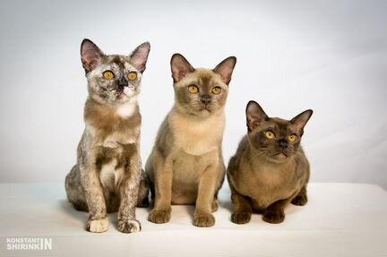 Котики бурманской породы