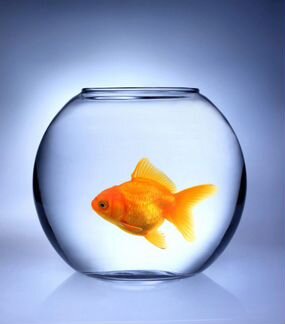 Золотая рыбка, аквариум, фильтр
