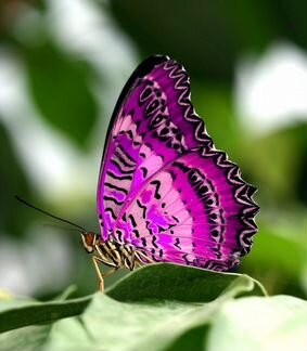 Живые тропические бабочки Одинокий Пастух