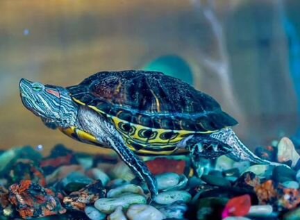 Черепахи красноухие водяные