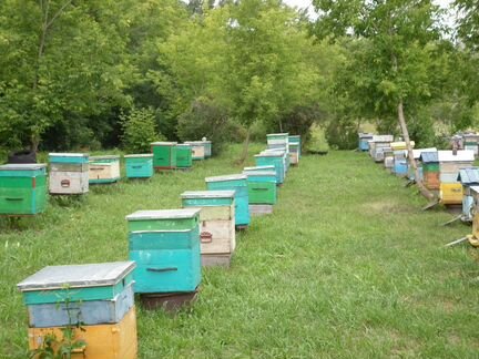Пчелосемьи, пчелопакеты, пчёлы, пчеломатки