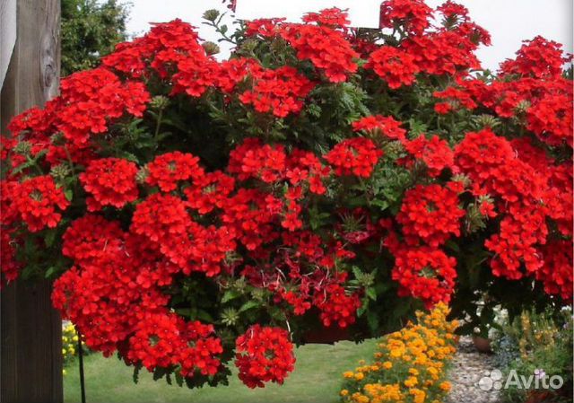 Вербена цветет до поздней осени