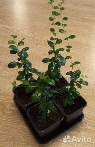 Кармона мелколистная