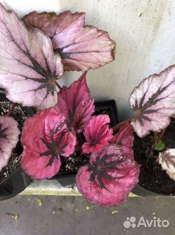 Комнатные цветы в ассортименте