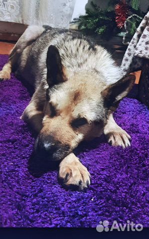 Передержка домашних животных,зоогостиница