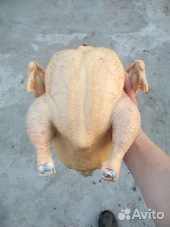 Птица, куры, мясо в Воронеже