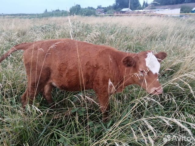 Авито тамбовская область коровы