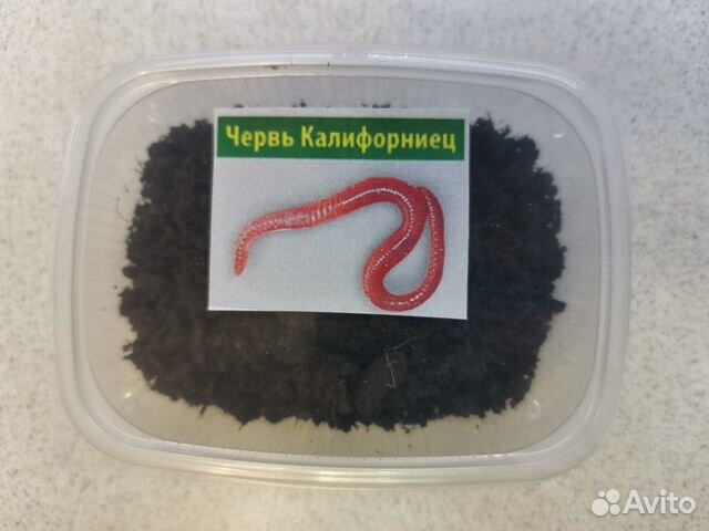 Ккч (Красный Калифорнийский Червь)