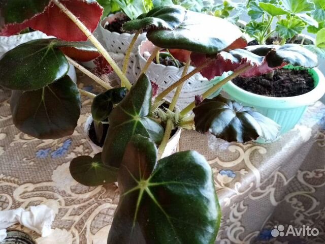 Бегония, узамбарская фиалка