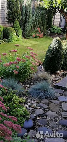 Овсяница голубая, морозник, хоста