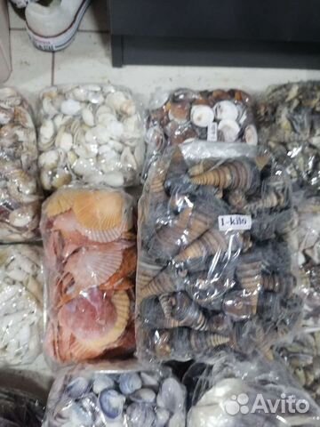 Морские ракушки для декора