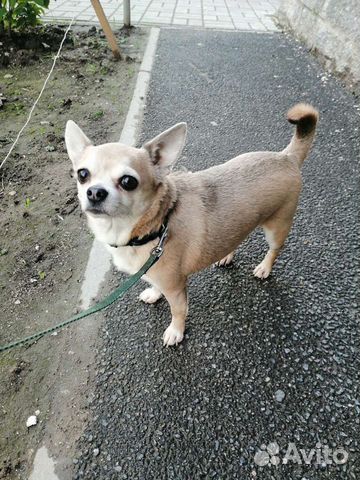 Передержка животных