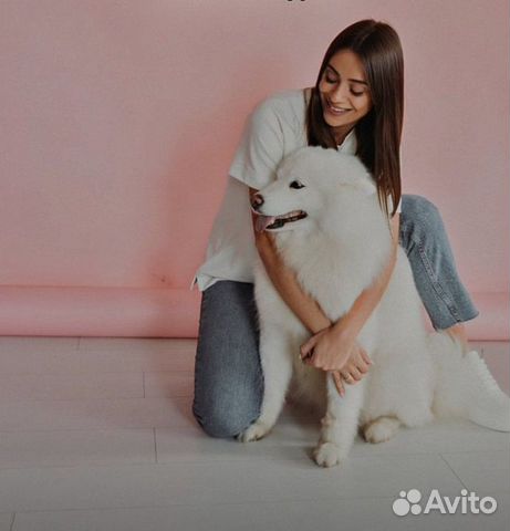 Стрижка собак и кошек