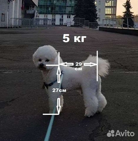 Вязка Бишон фризе