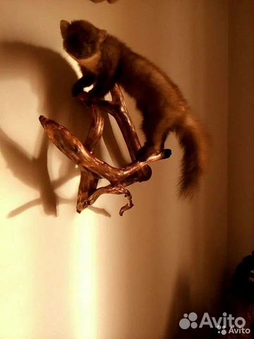 Таксидермия. Куница