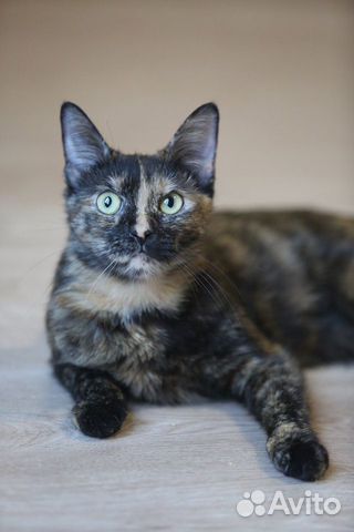 Дуся ищет человека