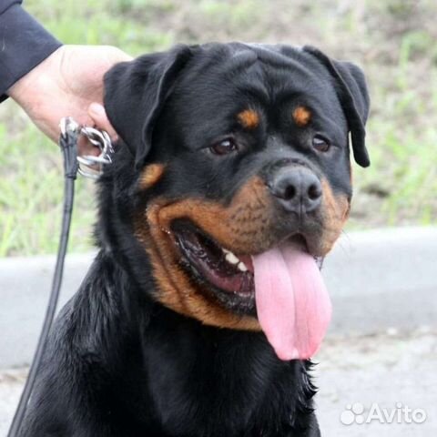 Вязка ротвейлера