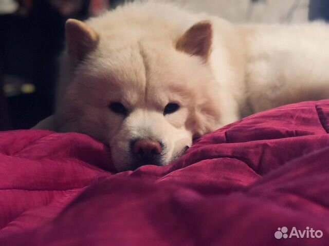 Чау-чау кобель для вязки