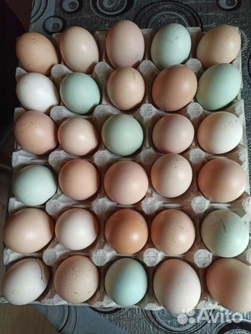 Инкубационные яйца (ия) куриные