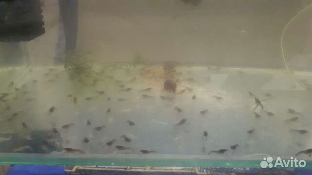 Аквариумные раки