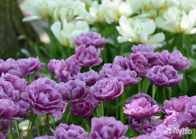 Тюльпан Lilac Perfection
