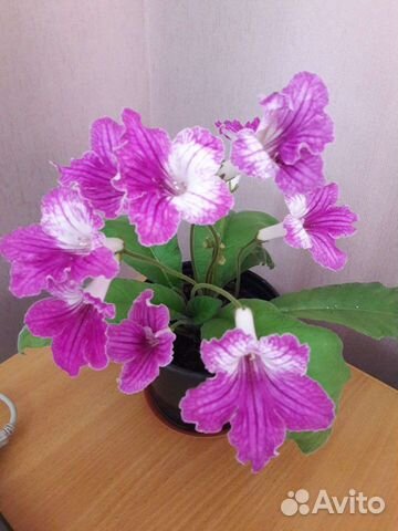 Стрептокарпус