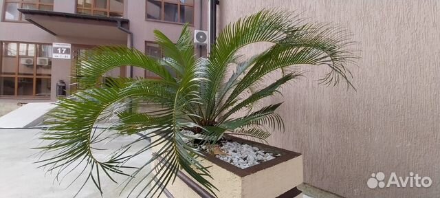 

Квартира-студия, 30 м², 2 кровати