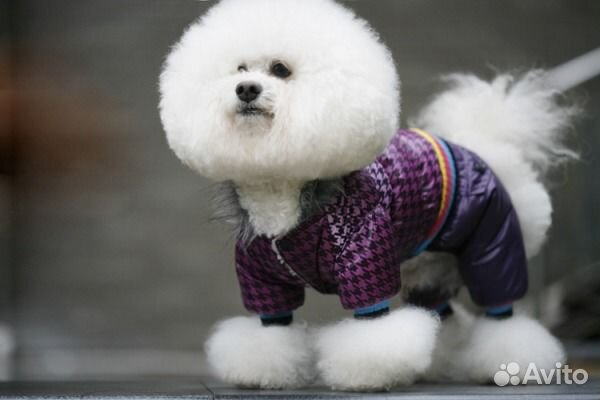Зимняя одежда для собак купить на Зозу.ру - фотография № 10