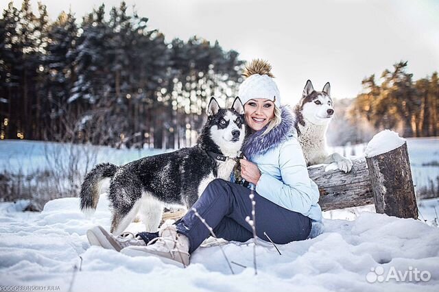 Аренда собак хаски для фотосессий, рекламы, катани