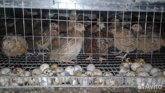 Перепелки Купить Цена Живые Интернет Магазин
