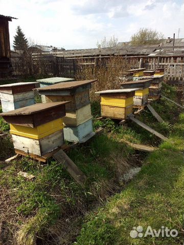 Пчелосемьи, ульи, рамки купить на Зозу.ру - фотография № 1