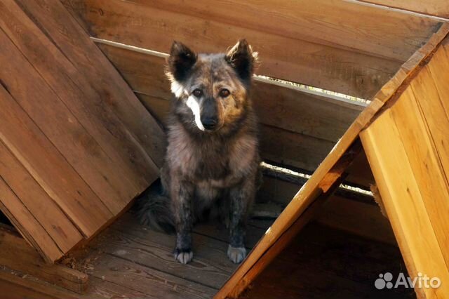 Собака с оригинальным окрасом и спокойным нравом купить на Зозу.ру - фотография № 2