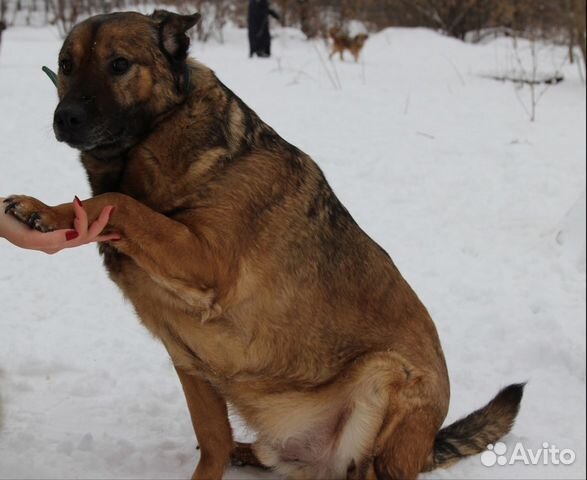 Отдам добрую собаку из Приюта, собака в дар купить на Зозу.ру - фотография № 3