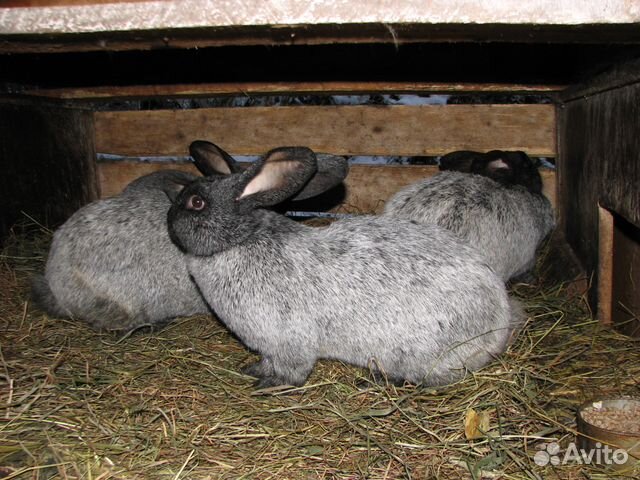 Кролик-акселерат серебристый (михайловской фермы) купить на Зозу.ру - фотография № 4