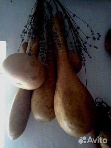 Тыква кубышка лагенария, люффа