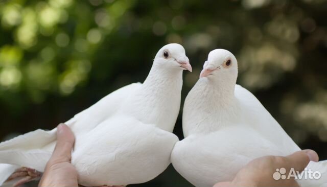 Белые голуби на свадьбу, любое торжество