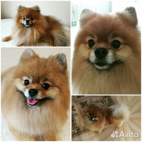 Стрижка собак и кошек